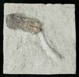 Nicely Preserved Hylodecrinus Crinoid - Crawfordsville #16092-2